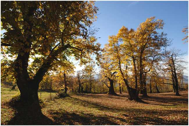  Image name: 34-castagno.jpg 
 width: 650 pixel 
 height: 435 pixel 
 Size: 56684 bytes 
 Click to enlarge 